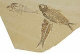 Multiple Fossil Fish Plate (Three Species) - Wyoming #240371-2